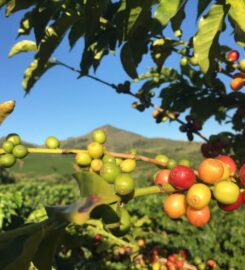 TOQUí STORE: Coffee and birding