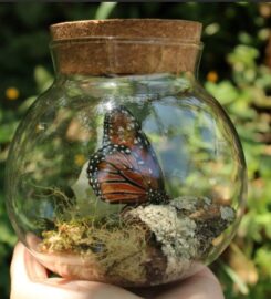 Mariposario Vida de Colores
